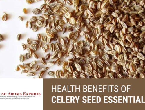 health-benefits-of-celery-seed-essential-oil