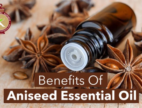 benefits of aniseed essential oil