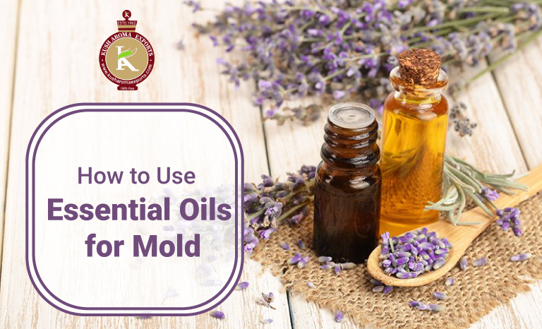 essential oils for mold