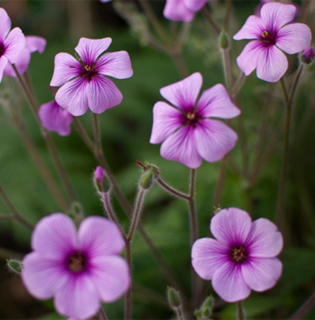 Geranium Essential Oil Moroccan 5