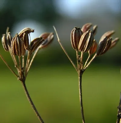 Aniseed 5