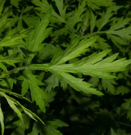 Mugwort Oil 5