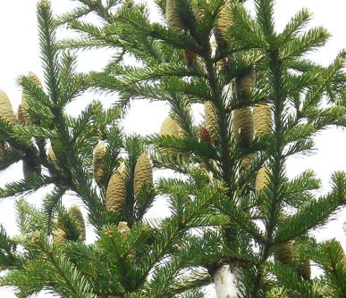 Fir Needle Siberian Essential Oil 2