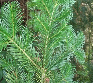 Fir Needle Siberian Essential Oil 3