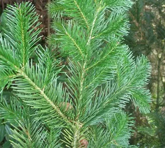 Fir Needle Siberian Essential Oil 3
