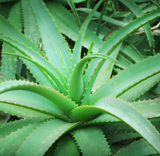 Aloe Vera Oil 2