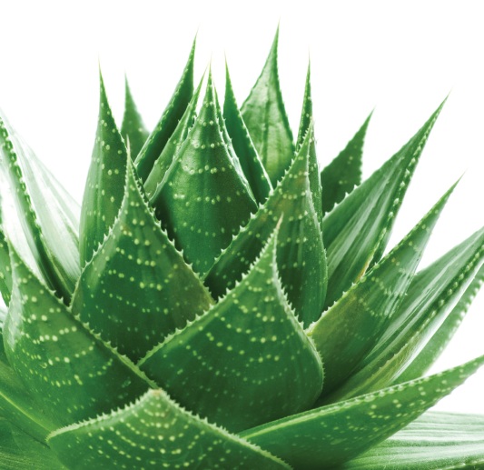 Aloe Vera Oil 3