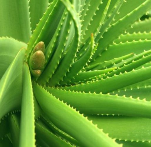 Aloe Vera Oil 4