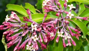 Amyris Essential Oils 2