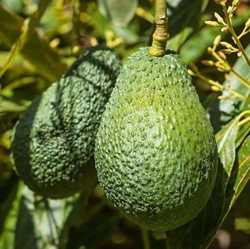 Avocado Carrier Oil - Extra Virgin 2