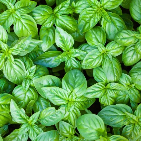 Sweet basil Oil 2