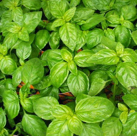 Sweet basil Oil  3