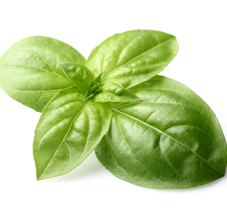 Basil Sweet Essential Oil India 5