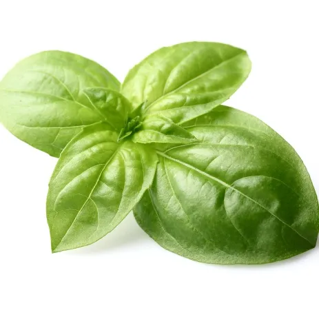 Basil Sweet Essential Oil India 5