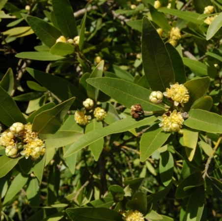 Bay Leaf Pure Essential Oil 2