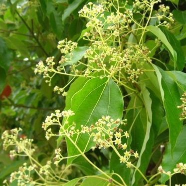 Camphor Essential Oil 4