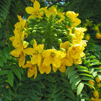 Cassia Essential Oil 4