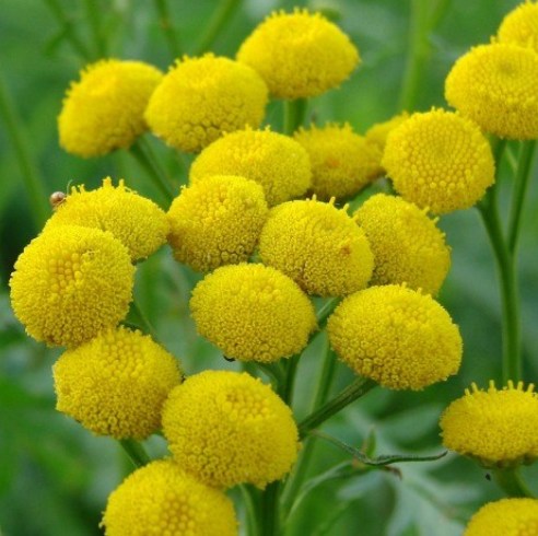 Tansy Blue Essential Oil 3