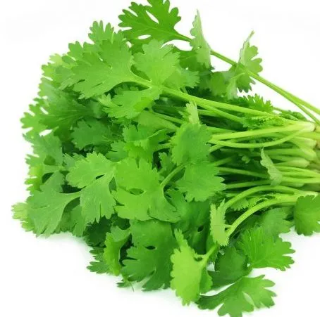Coriander Oil - Certified Organic 2
