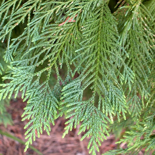 Cypress Leaf  5