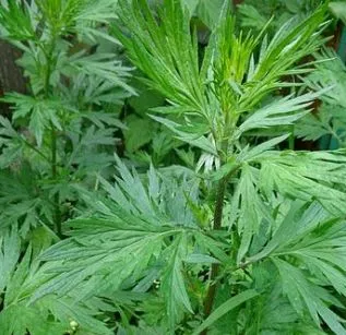 Davana Essential Oil 3
