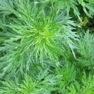 Davana Essential Oil 2