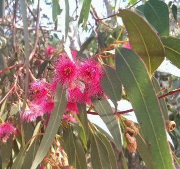 Eucalyptus Essential Oil Radiata 2