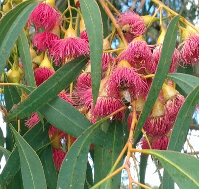 Eucalyptus Essential Oil Radiata 3
