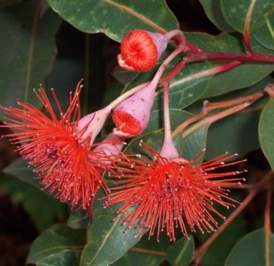 Eucalyptus Essential Oil Radiata 4