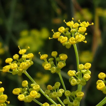 Fennel, Sweet 5