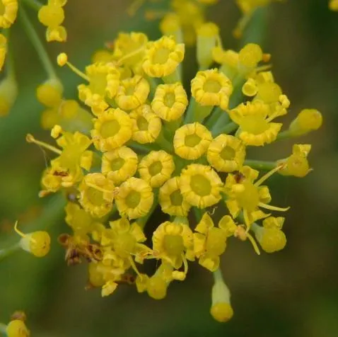 Fennel, Sweet 2