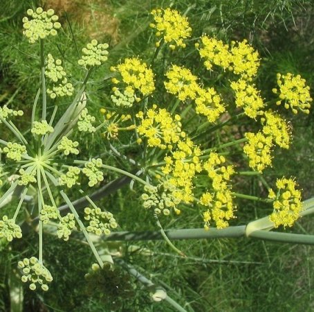 Fennel, Sweet  3