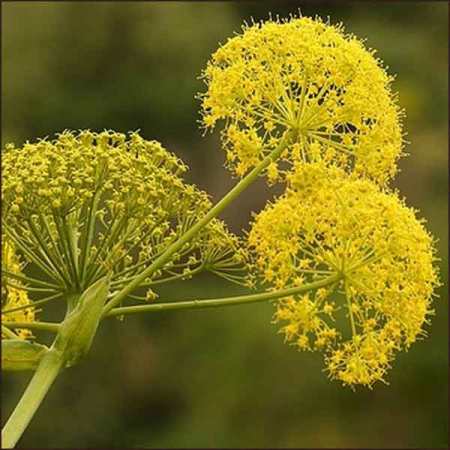 Galbanum Essential Oil 3