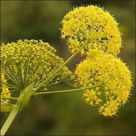 Galbanum Essential Oil 3