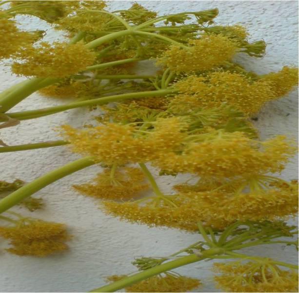 Galbanum Therepeutic Grade Oil 5