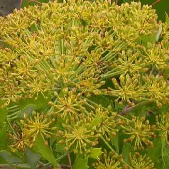 Galbanum Therepeutic Grade Oil 2