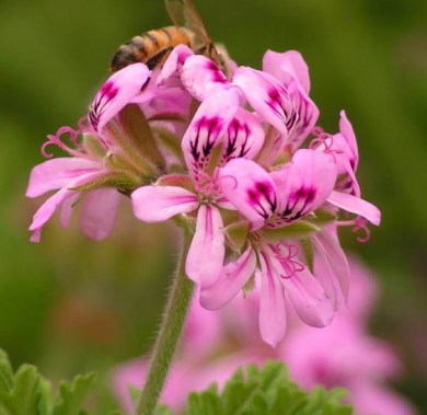 Geranium Essential Oil Moroccan 2