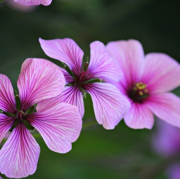 Geranium Essential Oil Moroccan 4