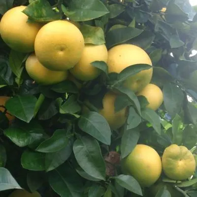 Grapefruit Pink Essential Oil 3