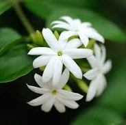 Jasmine Essential Oil 2