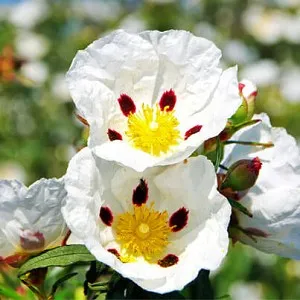 Labdanum Oil  2
