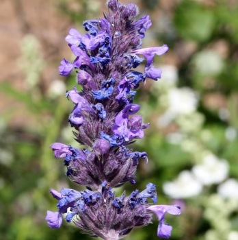 Lavande stoechade, Hydrolat (Lavandula stoechas) - Aroma Centre Option 100ml