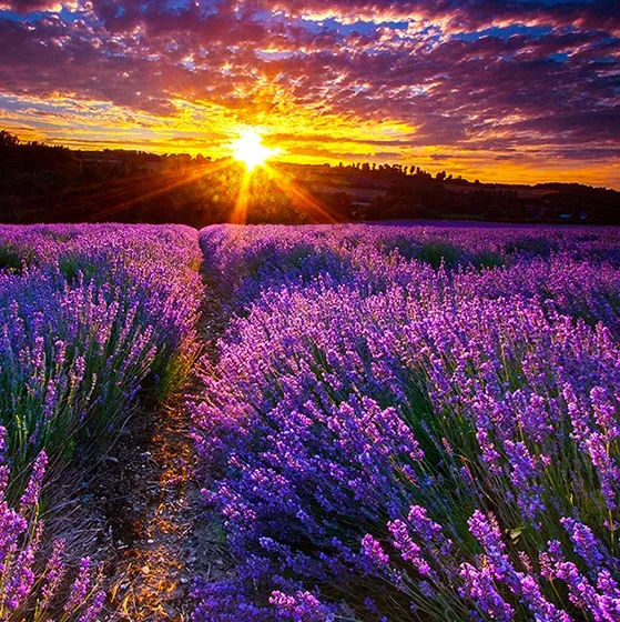 Lavender 2