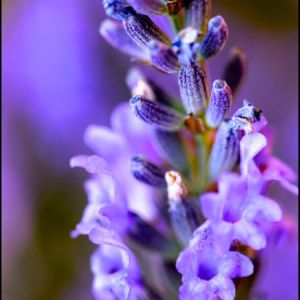 Lavender Essential Oil Bulgarian 2