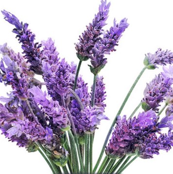 Lavender Essential Oil Bulgarian 3