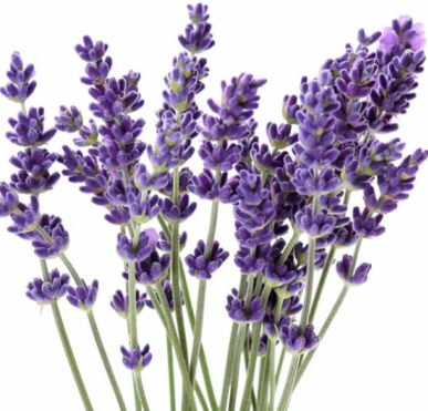 Lavender Essential Oil Bulgarian 4