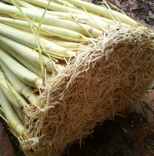 Lemongrass 5