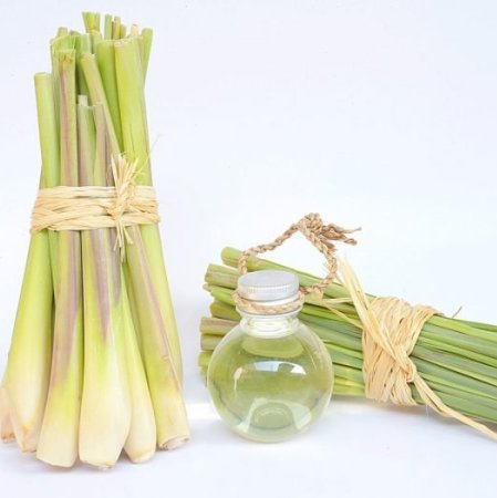 Lemongrass 2