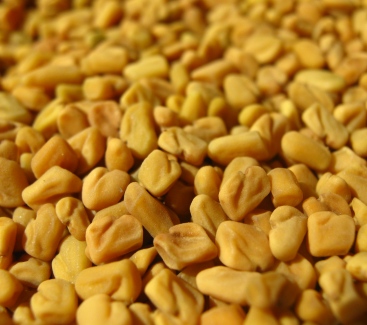 Fenugreek Oil 2