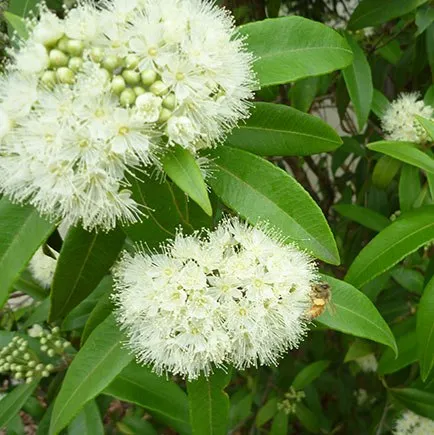 Myrtle 5